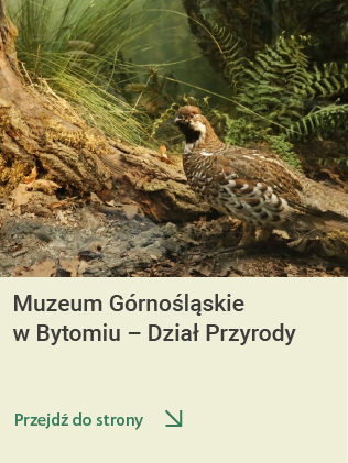 Muzeum Górnośląskie Dział Przyrody