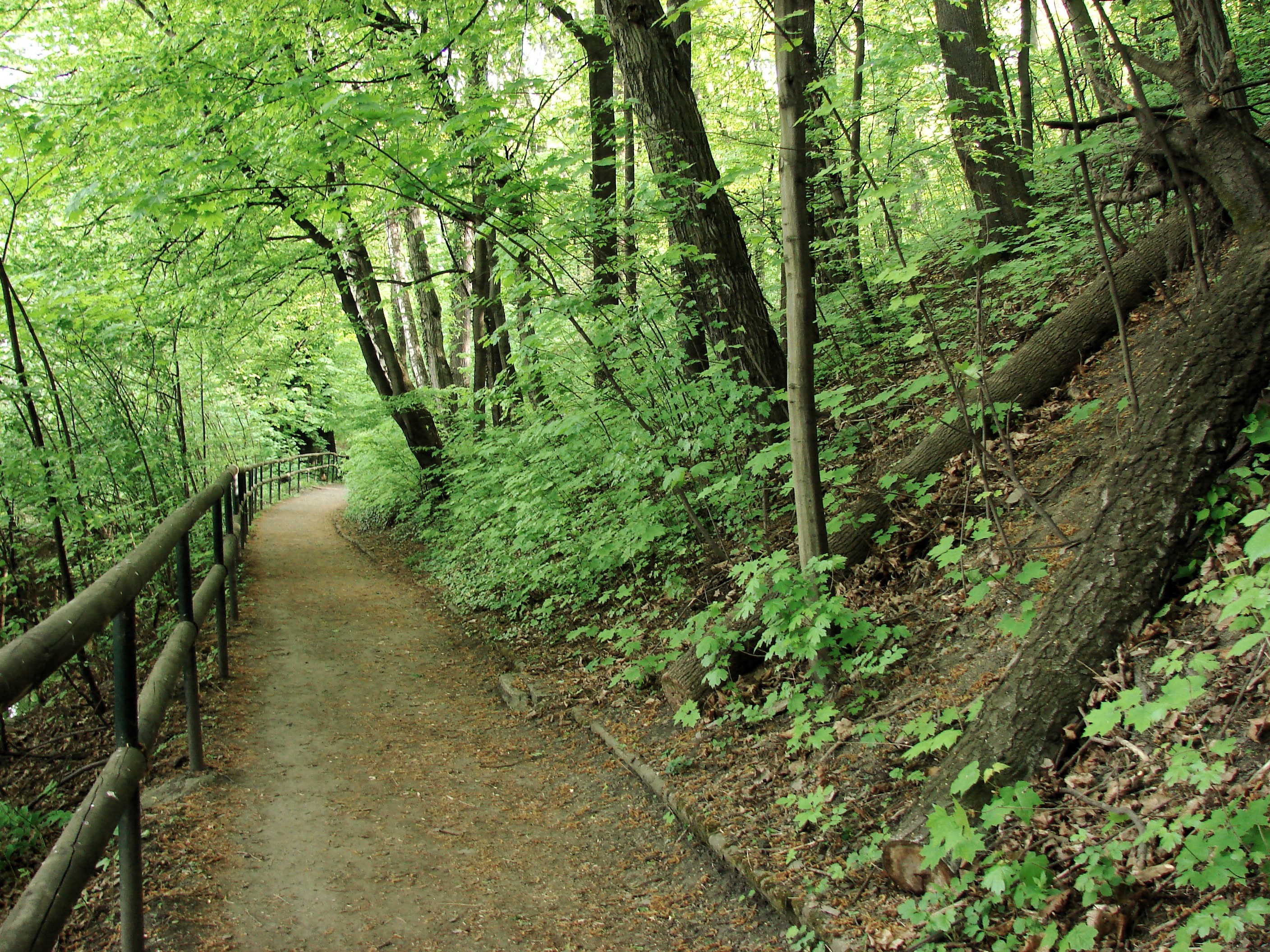 Zdjęcie przedstawia utwardzoną ścieżkę z drewnianą balustradą biegnącą przez zwarty las.