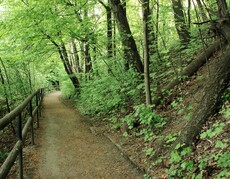 Zdjęcie przedstawia utwardzoną ścieżkę z drewnianą balustradą biegnącą przez zwarty las.