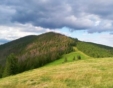 Widok na halę górską, w tle zalesiony szczyt górski, powyżej gęste białe obłoki na niebieskim niebie.