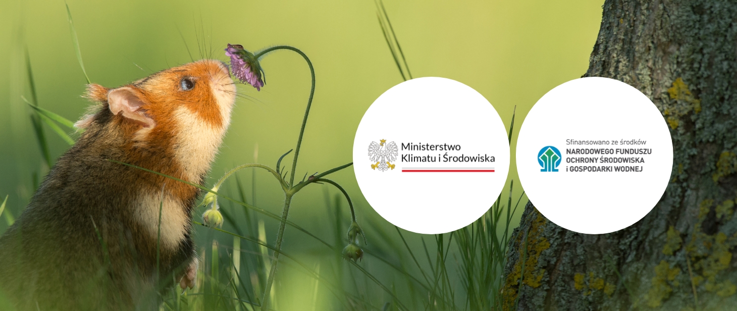 Grafika promocyjna kampanii „Bioróżnorodnie połączeni". Po lewej stronie chomik wąchający kwiat, po prawej pień drzewa, pomiędzy zielona trawa. Tło w odcieniach zieleni. Po prawej stronie w dwóch białych kołach - logo Ministerstwa Klimatu i Środowiska oraz funduszu NFOŚiGW.