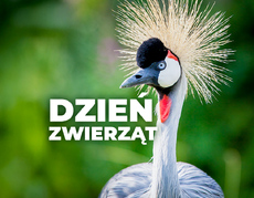 Grafika promocyjna Dnia Zwierząt w Śląskim ZOO, przedstawia żurawia koroniastego i hasło konkursu (w kolorze białym) na rozmytym zielonym tle.