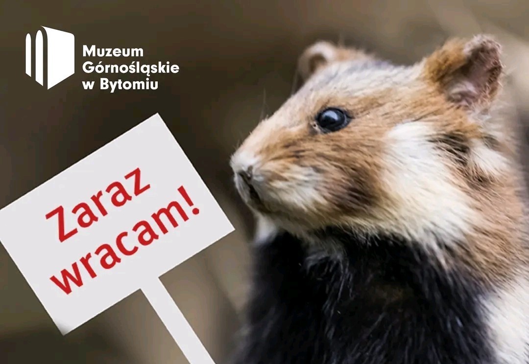 Fragment grafiki promocyjnej remontu wystawy Przyroda Górnego Śląska i Muzeum Górnośląskiego, na brązowym tle chomik europejski trzymający tabliczkę z napisem "Zaraz wracam!", w lewym górnym rogu logo Muzeum.
