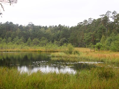 Widok na bagno, częściowo zalane wodą, w tle ściana lasu.
